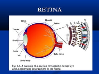 RETINA

 