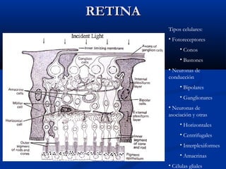 RETINA
Tipos celulares:
• Fotoreceptores
• Conos
• Bastones
• Neuronas de
conducción
• Bipolares
• Ganglionares
• Neuronas de
asociación y otras
• Horizontales
• Centrifugales
• Interplexiformes
• Amacrinas
• Células gliales

 