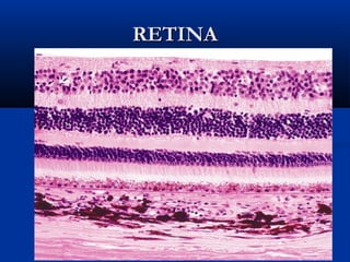 RETINA

 