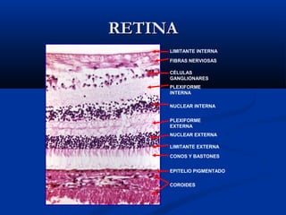 RETINA
LIMITANTE INTERNA
FIBRAS NERVIOSAS
CÉLULAS
GANGLIONARES
PLEXIFORME
INTERNA
NUCLEAR INTERNA
PLEXIFORME
EXTERNA
NUCLEAR EXTERNA
LIMITANTE EXTERNA
CONOS Y BASTONES
EPITELIO PIGMENTADO
COROIDES

 