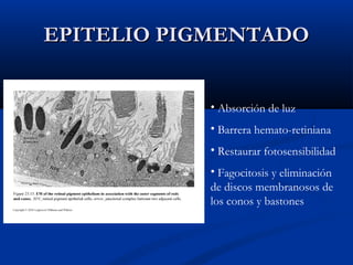EPITELIO PIGMENTADO
• Absorción de luz
• Barrera hemato-retiniana
• Restaurar fotosensibilidad
• Fagocitosis y eliminación
de discos membranosos de
los conos y bastones

 