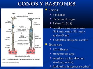 CONOS Y BASTONES


Conos:









7 millones
85 micras de largo
3 tipos (L, M, S)
Sensibles a los colores rojo
(588 nm), verde (531 nm) y
azul (420 nm)
Yodopsina (imágenes a color)

Bastones:






120 millones
50 micras de largo
Sensibles a la luz (496 nm,
atardecer, noche)
Rodopsina (imágenes en grises)

 