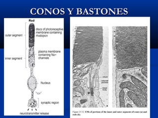 CONOS Y BASTONES

 