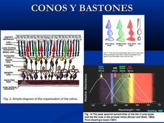 CONOS Y BASTONES

 