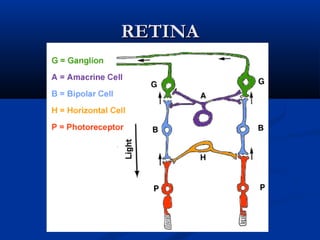RETINA

 