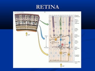 RETINA

 