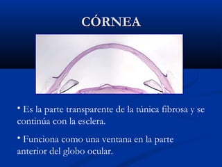 CÓRNEA

• Es la parte transparente de la túnica fibrosa y se
continúa con la esclera.
• Funciona como una ventana en la parte
anterior del globo ocular.

 