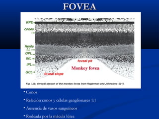 FOVEA

• Conos
• Relación conos y células ganglionares 1:1
• Ausencia de vasos sanguíneos
• Rodeada por la mácula lútea

 