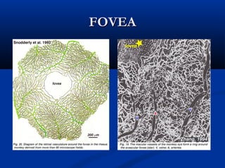FOVEA

 