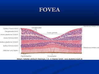 FOVEA

 