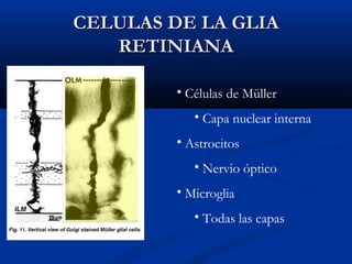 CELULAS DE LA GLIA
RETINIANA
• Células de Müller
• Capa nuclear interna
• Astrocitos
• Nervio óptico
• Microglia
• Todas las capas

 