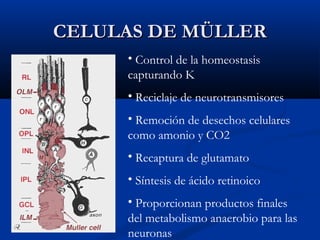 CELULAS DE MÜLLER
• Control de la homeostasis
capturando K
• Reciclaje de neurotransmisores
• Remoción de desechos celulares
como amonio y CO2
• Recaptura de glutamato
• Síntesis de ácido retinoico
• Proporcionan productos finales
del metabolismo anaerobio para las
neuronas

 