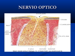 NERVIO OPTICO

 