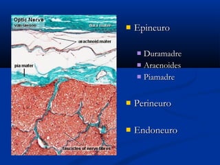 

Epineuro
Duramadre
 Aracnoides
 Piamadre




Perineuro



Endoneuro

 