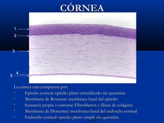 CÓRNEA
1
2

3

5

4

La córnea está compuesta por:
•
Epitelio corneal: epitelio plano estratificado sin queratina
•
Membrana de Bowman: membrana basal del epitelio
•
Sustancia propia o estroma: Fibroblastos y fibras de colágena
•
Membrana de Descemet: membrana basal del endotelio corneal
•
Endotelio corneal: epitelio plano simple sin queratina

 