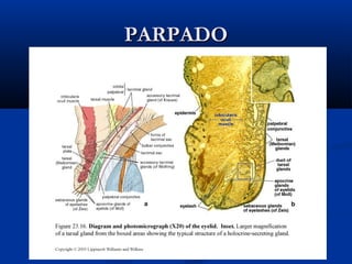 PARPADO

 