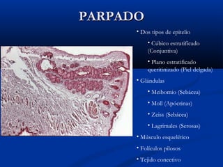 PARPADO
• Dos tipos de epitelio
• Cúbico estratificado
(Conjuntiva)
• Plano estratificado
queritinizado (Piel delgada)
• Glándulas
• Meibomio (Sebácea)
• Moll (Apócrinas)
• Zeiss (Sebácea)
• Lagrimales (Serosas)
• Músculo esquelético
• Folículos pilosos
• Tejido conectivo

 