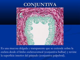 CONJUNTIVA

Es una mucosa delgada y transparente que se extiende sobre la
esclera desde el limbo esclerocorneal (conjuntiva bulbar) y reviste
la superficie interior del párpado (conjuntiva palpebral).

 