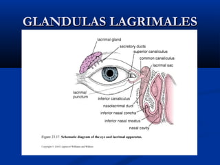 GLANDULAS LAGRIMALES

 