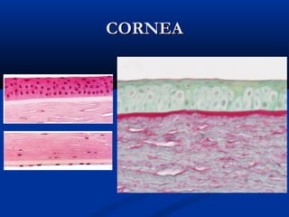 CORNEA

 