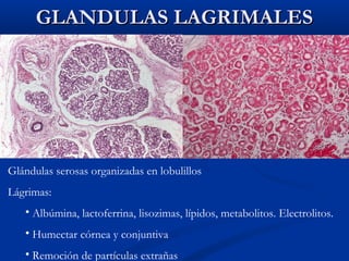 GLANDULAS LAGRIMALES

Glándulas serosas organizadas en lobulillos
Lágrimas:
• Albúmina, lactoferrina, lisozimas, lípidos, metabolitos. Electrolitos.
• Humectar córnea y conjuntiva
• Remoción de partículas extrañas

 