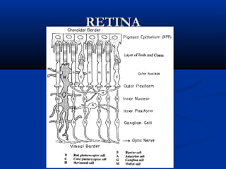 RETINA

 
