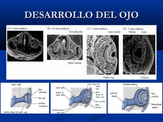 DESARROLLO DEL OJO

 