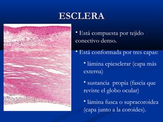 ESCLERA
• Está compuesta por tejido
conectivo denso.
• Está conformada por tres capas:
• lámina epiesclerar (capa más
externa)
• sustancia propia (fascia que
reviste el globo ocular)
• lámina fusca o supracoroidea
(capa junto a la coroides).

 