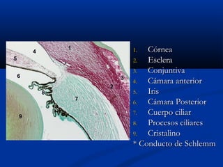 1

4
5

*
6

3
2

8
7
9

Córnea
2.
Esclera
3.
Conjuntiva
4.
Cámara anterior
5.
Iris
6.
Cámara Posterior
7.
Cuerpo ciliar
8.
Procesos ciliares
9.
Cristalino
* Conducto de Schlemm
1.

 