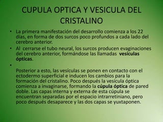 CUPULA OPTICA Y VESICULA DEL
CRISTALINO
• La primera manifestación del desarrollo comienza a los 22
días, en forma de dos surcos poco profundos a cada lado del
cerebro anterior.
• Al cerrarse el tubo neural, los surcos producen evaginaciones
del cerebro anterior, formándose las llamadas vesículas
ópticas.
•
Posterior a esto, las vesículas se ponen en contacto con el
ectodermo superficial e inducen los cambios para la
formación del cristalino. Poco después la vesícula óptica
comienza a invaginarse, formando la cúpula óptica de pared
doble. Las capas interna y externa de esta cúpula se
encuentran separadas por el espacio intrarretiniano, pero
poco después desaparece y las dos capas se yuxtaponen.

 
