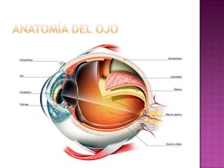  ﻿Es la estructura más externa y frontal del
globo ocular, y junto con los párpados y el
sistema lagrimal, la conjuntiva ...
