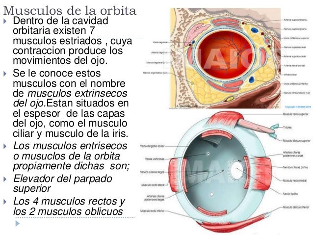 Ojo.pptx2