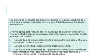 Los axones de las células ganglionares situados en la capa superficial de la
retina neural crecen roximalmente en la pared del tallo óptico, formando el
nervio óptico.
El nervio óptico está rodeado por tres capas que se evaginan junto con la
vesícula y el tallo ópticos; en consecuencia, estas capas se continúan con las
meninges del encéfalo.
1. • La capa dura externa procedente de la duramadre es gruesa y fibrosa, y
se continúa con la esclerótica.
2. • La capa intermedia procedente de la aracnoides es fina.
3. • La capa interna procedente de la piamadre está bien vascularizada y se
aplica estrechamente sobre el nervio óptico y los vasos arteriales y
venosos centrales de la retina hasta la papila óptica.
 