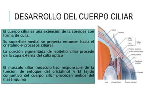 DESARROLLO DEL CUERPO CILIAR
El cuerpo ciliar es una extensión de la coroides con
forma de cuña.
Su superficie medial se proyecta entonces hacia el
cristalino procesos ciliares
La porción pigmentada del epitelio ciliar procede
de la capa externa del cáliz óptico
El músculo ciliar (músculo liso responsable de la
función de enfoque del cristalino) y El tejido
conjuntivo del cuerpo ciliar proceden ambos del
mesénquima
 