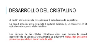 DESARROLLO DEL CRISTALINO
A partir de la vesícula cristaliniana ectodermo de superficie
La pared anterior de la vesícula epitelio cuboideo, se convierte en el
epitelio subcapsular del cristalino
Los núcleos de las células cilíndricas altas que forman la pared
posterior de la vesícula cristaliniana se diluyen fibras del cristalino
primarias que deben durar toda la vida
 