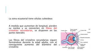 La zona ecuatorial tiene células cuboideas
A medida que aumentan de longitud, pierden
su núcleo y se convierten en fibras del
cristalino secundarias, se disponen en las
partes laterales
Las fibras del cristalino secundarias siguen
formándose durante la edad adulta, con el
consiguiente aumento del diámetro del
cristalino
 
