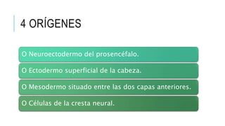 4 ORÍGENES
O Neuroectodermo del prosencéfalo.
O Ectodermo superficial de la cabeza.
O Mesodermo situado entre las dos capas anteriores.
O Células de la cresta neural.
 