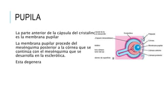 PUPILA
La parte anterior de la cápsula del cristalino
es la membrana pupilar
La membrana pupilar procede del
mesénquima posterior a la córnea que se
continúa con el mesénquima que se
desarrolla en la esclerótica.
Esta degenera
 