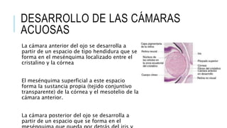 DESARROLLO DE LAS CÁMARAS
ACUOSAS
La cámara anterior del ojo se desarrolla a
partir de un espacio de tipo hendidura que se
forma en el mesénquima localizado entre el
cristalino y la córnea
El mesénquima superficial a este espacio
forma la sustancia propia (tejido conjuntivo
transparente) de la córnea y el mesotelio de la
cámara anterior.
La cámara posterior del ojo se desarrolla a
partir de un espacio que se forma en el
 