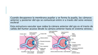 Cuando desaparece la membrana pupilar y se forma la pupila, las cámaras
anterior y posterior del ojo se comunican entre sí a través del seno venoso
escleral
Esta estructura vascular que rodea la cámara anterior del ojo es el tracto de
salida del humor acuoso desde la cámara anterior hasta el sistema venoso.
 