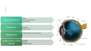•Retina
•capas posteriores del iris
•nervio óptico.
Neuroectodermo
•Cristalino
•Epitelio corneal
Ectodermo
•Cubiertas fibrosa y vascular del ojo.
Mesodermo
•Coroides
•Esclerótica
•Endotelio corneal
Células de la cresta
neural
 