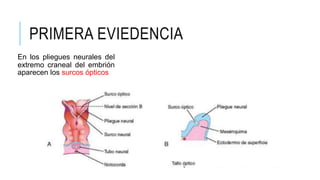 PRIMERA EVIEDENCIA
En los pliegues neurales del
extremo craneal del embrión
aparecen los surcos ópticos
 