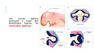 Los surcos ópticos
protruyen y crean dos
divertículos huecos, las
vesículas ópticas
 