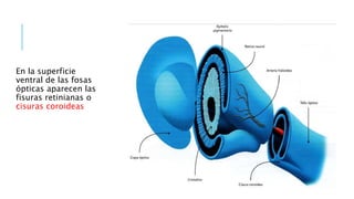En la superficie
ventral de las fosas
ópticas aparecen las
fisuras retinianas o
cisuras coroideas
 