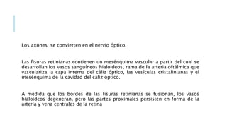 Los axones se convierten en el nervio óptico.
Las fisuras retinianas contienen un mesénquima vascular a partir del cual se
desarrollan los vasos sanguíneos hialoideos, rama de la arteria oftálmica que
vasculariza la capa interna del cáliz óptico, las vesículas cristalinianas y el
mesénquima de la cavidad del cáliz óptico.
A medida que los bordes de las fisuras retinianas se fusionan, los vasos
hialoideos degeneran, pero las partes proximales persisten en forma de la
arteria y vena centrales de la retina
 