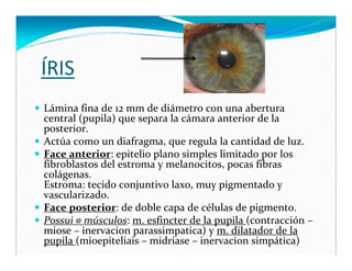 Iris




 Las setas pequeñas indican los vasos sanguineos, la capa epitelial externa tiene
 células planas , y la capa epi...