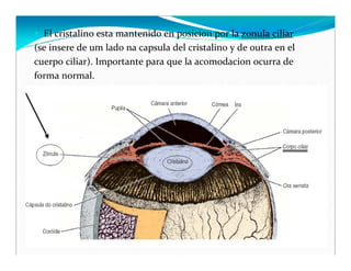 3) Capa Nerviosa
RETINA
Capa mais interna del ojo, es fotorreceptor. La
porcion posterior ubicada en la papila optica no
h...