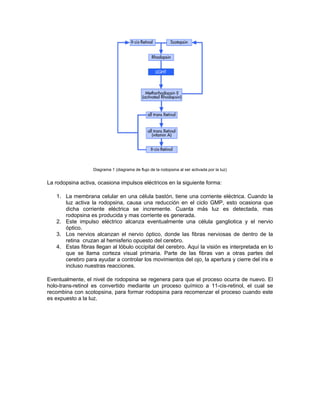 Diagrama 1 (diagrama de flujo de la rodopsina al ser activada por la luz)
La rodopsina activa, ocasiona impulsos eléctricos en la siguiente forma:
1. La membrana celular en una célula bastón, tiene una corriente eléctrica. Cuando la
luz activa la rodopsina, causa una reducción en el ciclo GMP, esto ocasiona que
dicha corriente eléctrica se incremente. Cuanta más luz es detectada, mas
rodopsina es producida y mas corriente es generada.
2. Este impulso eléctrico alcanza eventualmente una célula gangliotica y el nervio
óptico.
3. Los nervios alcanzan el nervio óptico, donde las fibras nerviosas de dentro de la
retina cruzan al hemisferio opuesto del cerebro.
4. Estas fibras llegan al lóbulo occipital del cerebro. Aquí la visión es interpretada en lo
que se llama corteza visual primaria. Parte de las fibras van a otras partes del
cerebro para ayudar a controlar los movimientos del ojo, la apertura y cierre del iris e
incluso nuestras reacciones.
Eventualmente, el nivel de rodopsina se regenera para que el proceso ocurra de nuevo. El
holo-trans-retinol es convertido mediante un proceso químico a 11-cis-retinol, el cual se
recombina con scotopsina, para formar rodopsina para recomenzar el proceso cuando este
es expuesto a la luz.
 