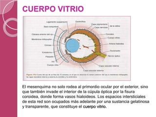 CUERPO VITRIO
El mesenquima no solo rodea al primordio ocular por el exterior, sino
que también invade el interior de la cúpula óptica por la fisura
coroidea, donde forma vasos hialoideos. Los espacios intersticiales
de esta red son ocupados más adelante por una sustancia gelatinosa
y transparente, que constituye el cuerpo vitrio.
 