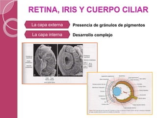 RETINA, IRIS Y CUERPO CILIAR
La capa externa
La capa interna
Presencia de gránulos de pigmentos
Desarrollo complejo
 